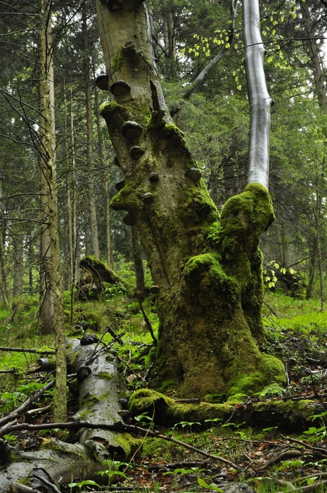 Pralesní zákoutí, V.Fatra